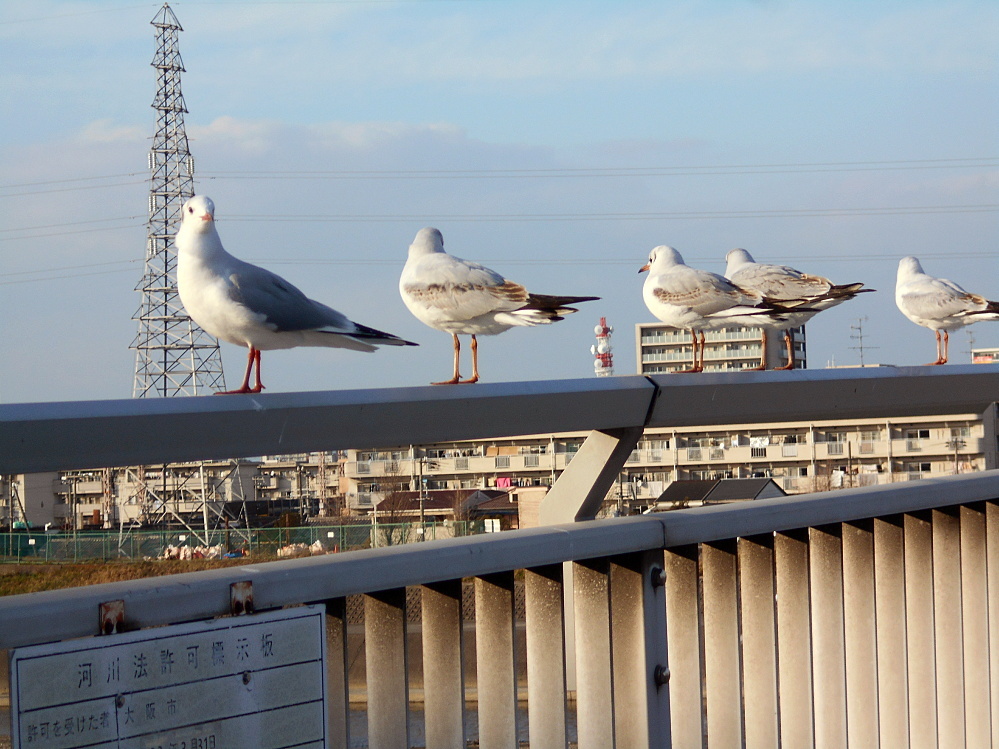 大和川でカモメのようなウミネコのような鳥が大量に飛んでたので戯れてきたぜっ 大阪市 堺市 シマのブログ